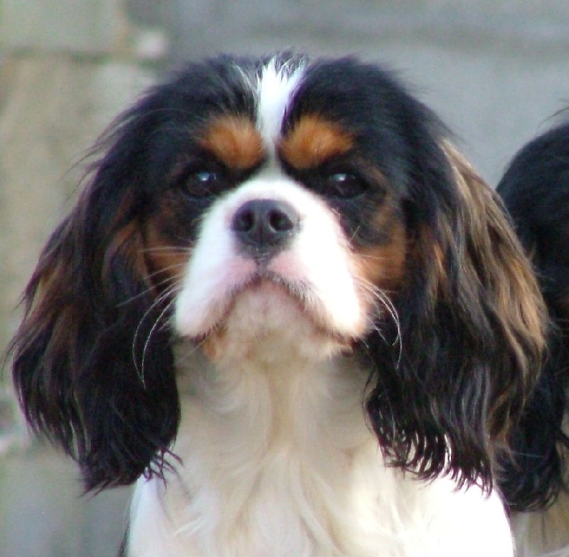 Umbrella angel De blanc miroir