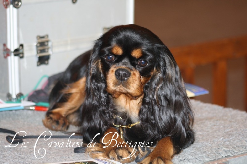 Darjeeling black and tan De blanc miroir